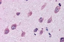 IGSF8/CD316 Antibody, Novus Biologicals 50 &mu;g; Unconjugated:Antibodies,